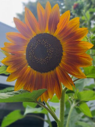 Let the sun shine!