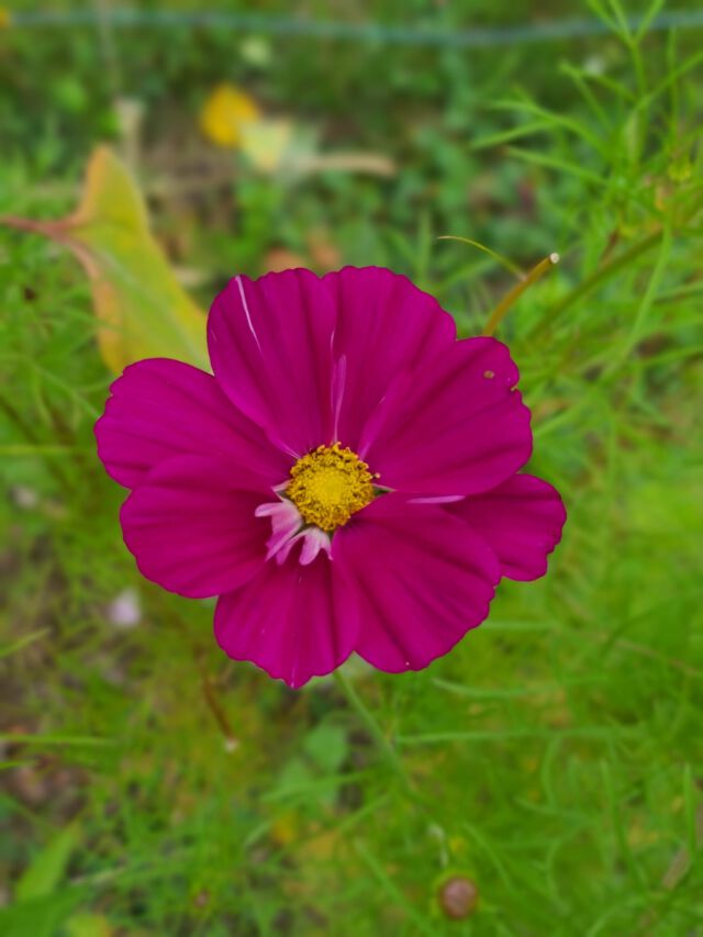 Prachtige bloemen op de camping! 🌼
De belles fleurs au camping !🌻